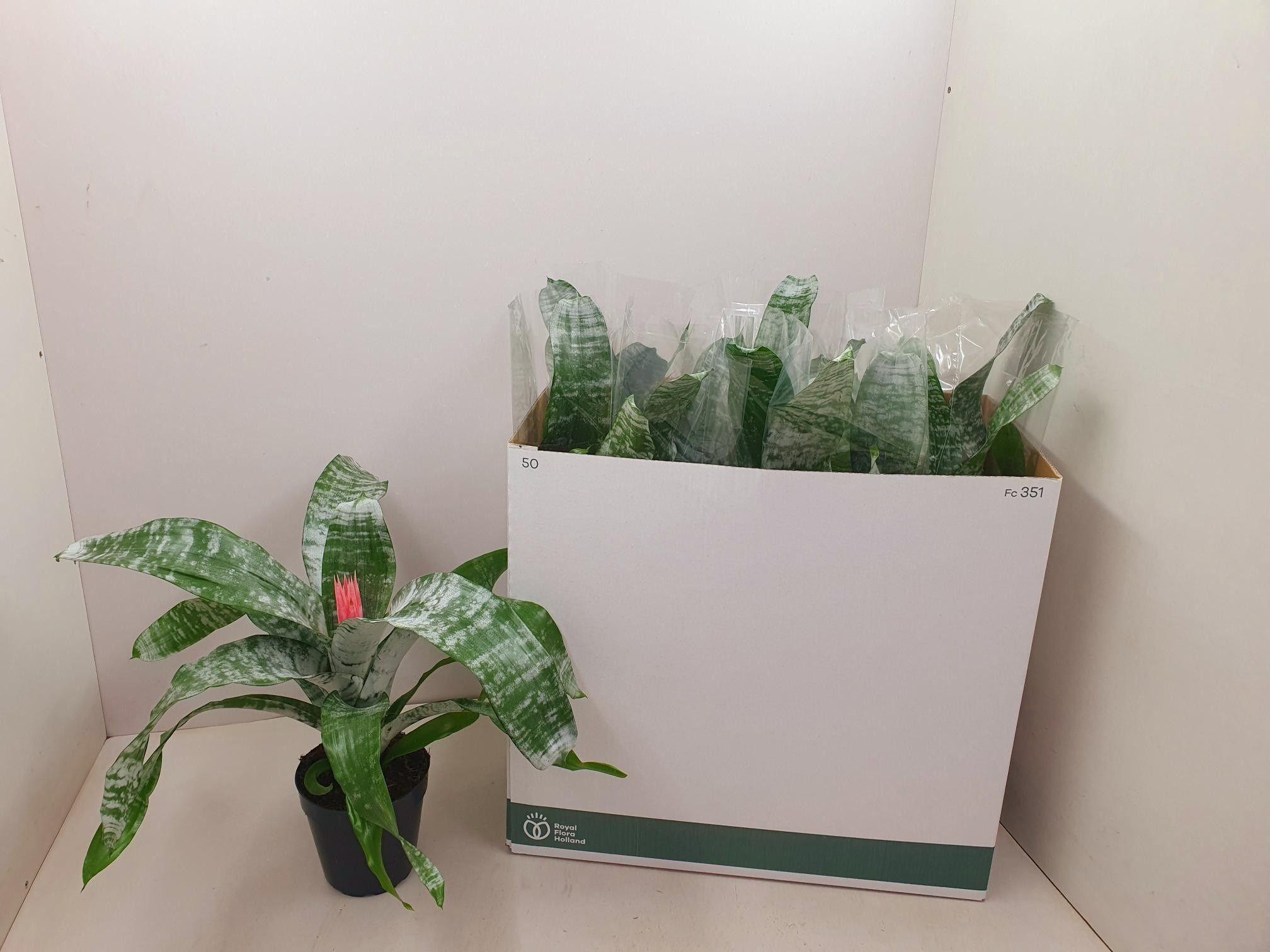 Горшечные цветы и растения оптом Aech Fas Primera от 8шт из Голландии с доставкой по России