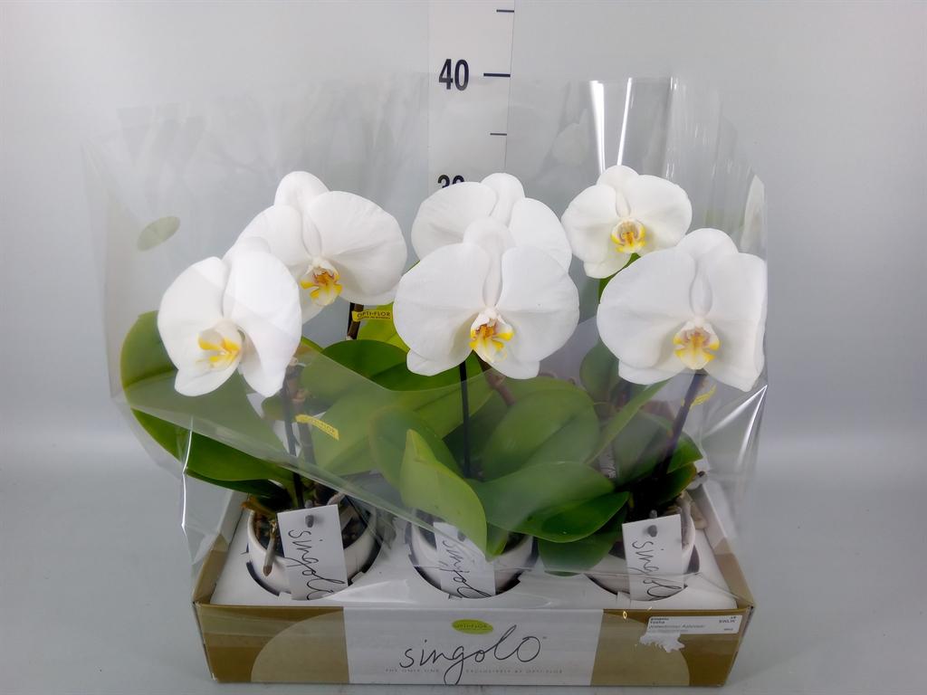 Горшечные цветы и растения оптом Phalaenopsis   ...white от 6шт (для телеги) из Голландии с доставкой по России