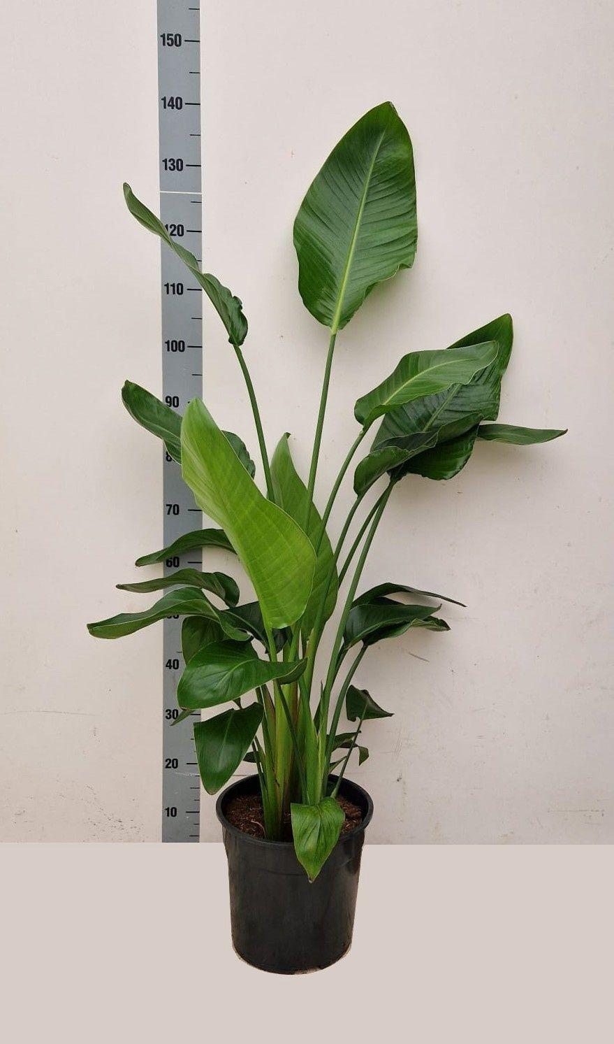 Горшечные цветы и растения оптом Strelitzia Alba от 1шт из Голландии с доставкой по России