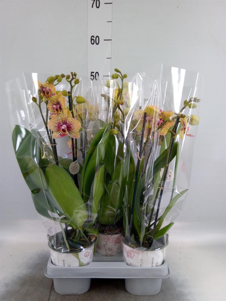 Горшечные цветы и растения оптом Phalaenopsis   ...yellow от 5шт из Голландии с доставкой по России