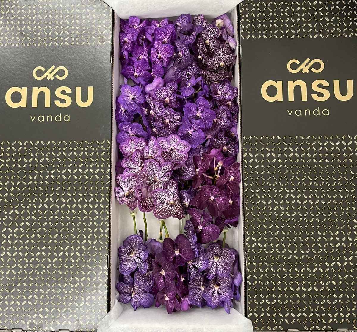 Срезанные цветы оптом Vanda mix purple per stem от 4шт.. из Голландии с доставкой по России