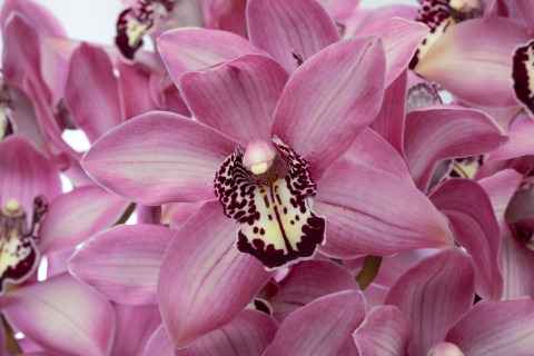 Срезанные цветы оптом Cymbidium pink kensi от 6шт из Голландии с доставкой по России