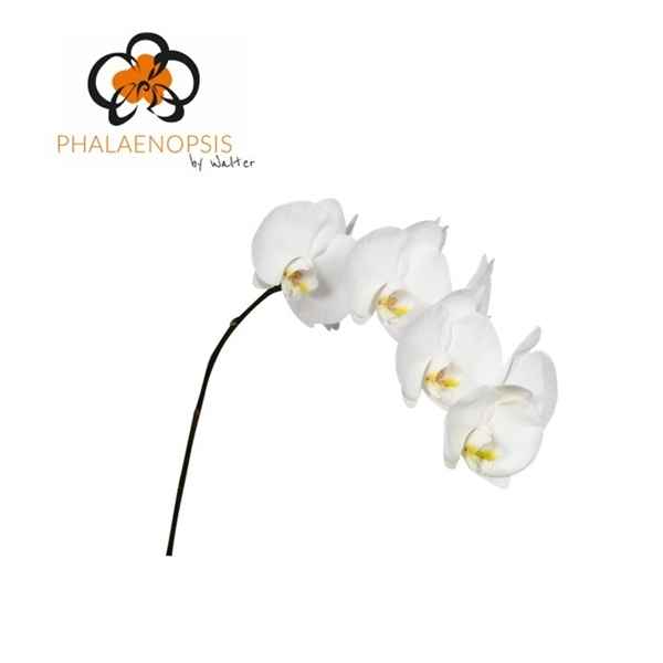 Срезанные цветы оптом Phalaenopsis sensation white (per stem) от 15шт из Голландии с доставкой по России