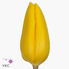 Срезанные цветы оптом Tulipa si strong gold от 150шт из Голландии с доставкой по России