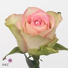 Срезанные цветы оптом Rosa large lovely jewel от 60шт из Голландии с доставкой по России