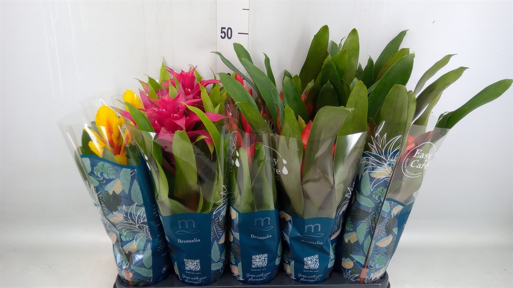 Горшечные цветы и растения оптом Bromelia   ...mix от 10шт из Голландии с доставкой по России