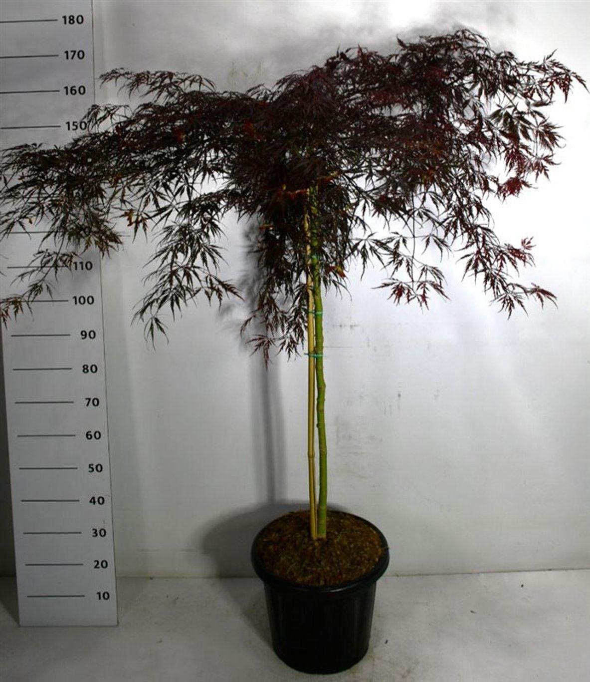 Горшечные цветы и растения оптом Acer Palm Inaba-shidare On Stem от 1шт из Голландии с доставкой по России