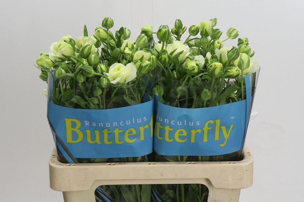 Срезанные цветы оптом Ranunculus butterfly graces от 40шт из Голландии с доставкой по России