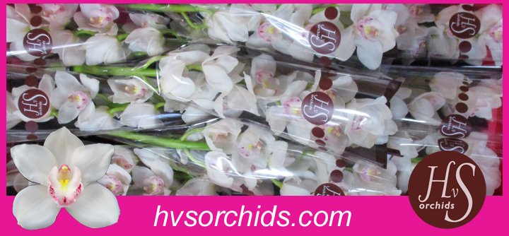 Срезанные цветы оптом Cymbidium white kilimanjaro от 10шт из Голландии с доставкой по России