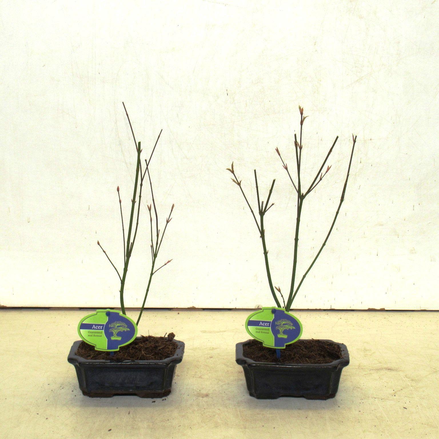 Горшечные цветы и растения оптом Bonsai Acer Palmatum Orange Dream от 10шт из Голландии с доставкой по России