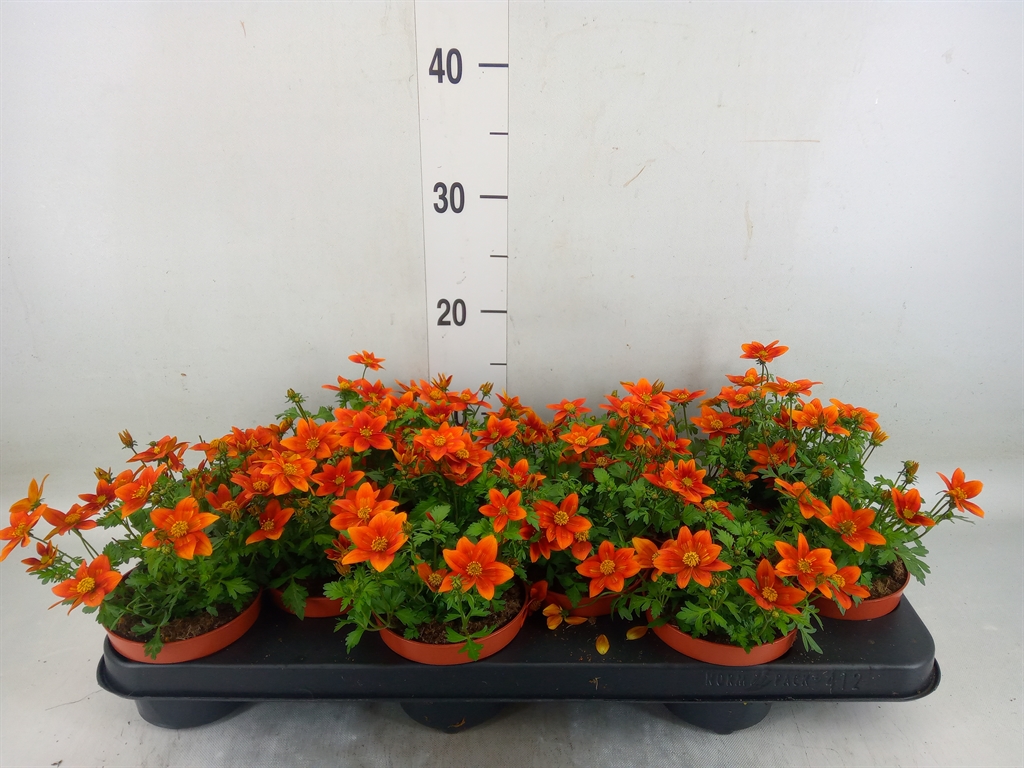 Горшечные цветы и растения оптом Bidens   ... от 12шт из Голландии с доставкой по России