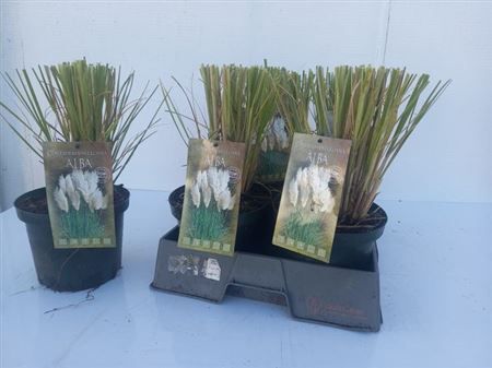 Горшечные цветы и растения оптом Corta Selloana * Spring Deal * от 5шт из Голландии с доставкой по России