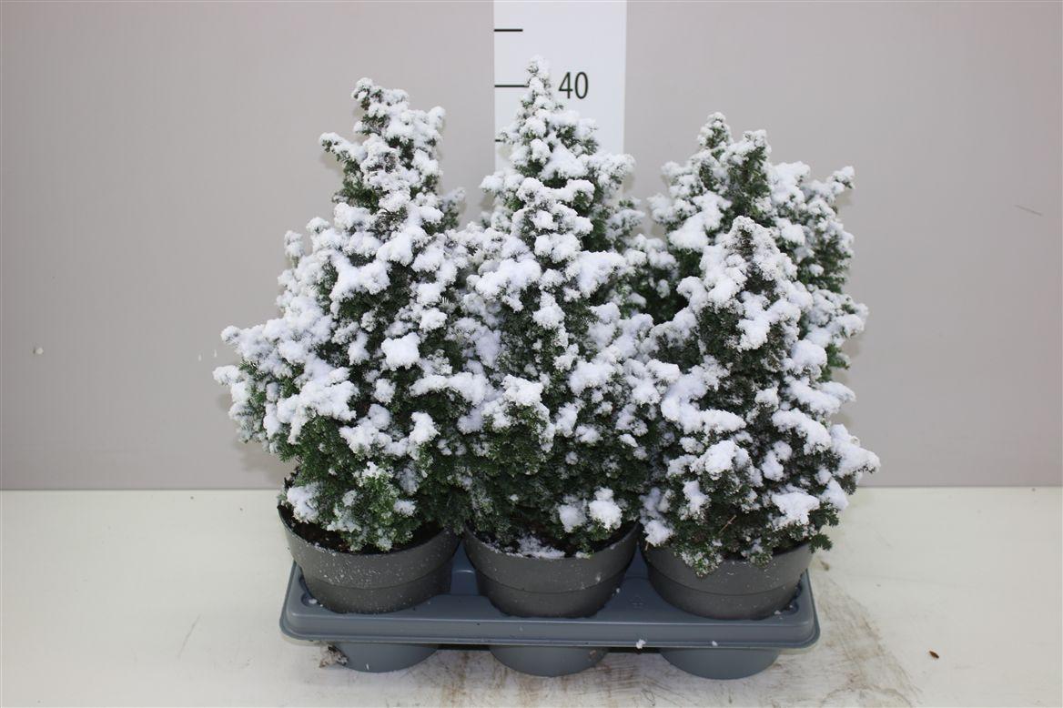 Горшечные цветы и растения оптом Chamaecyparis Th Top Point Snow от 6шт из Голландии с доставкой по России