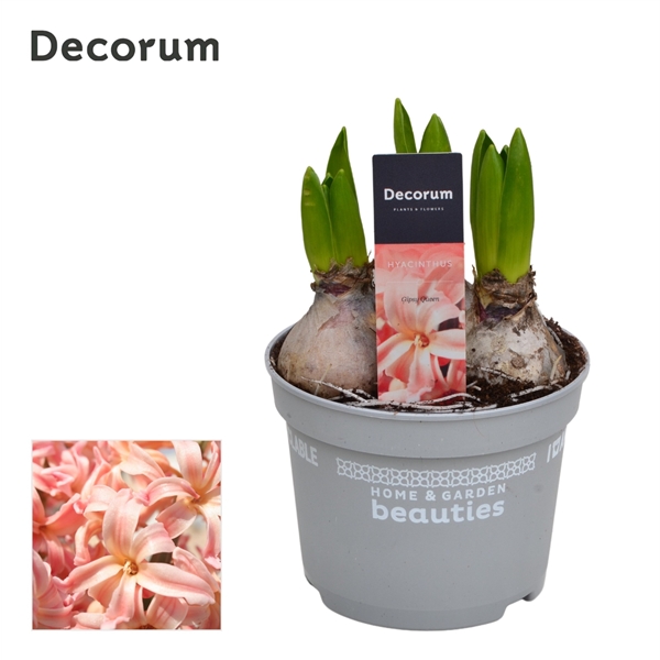 Горшечные цветы и растения оптом Hyacinthus Gipsy Queen 3pp (decorum) от 10шт из Голландии с доставкой по России