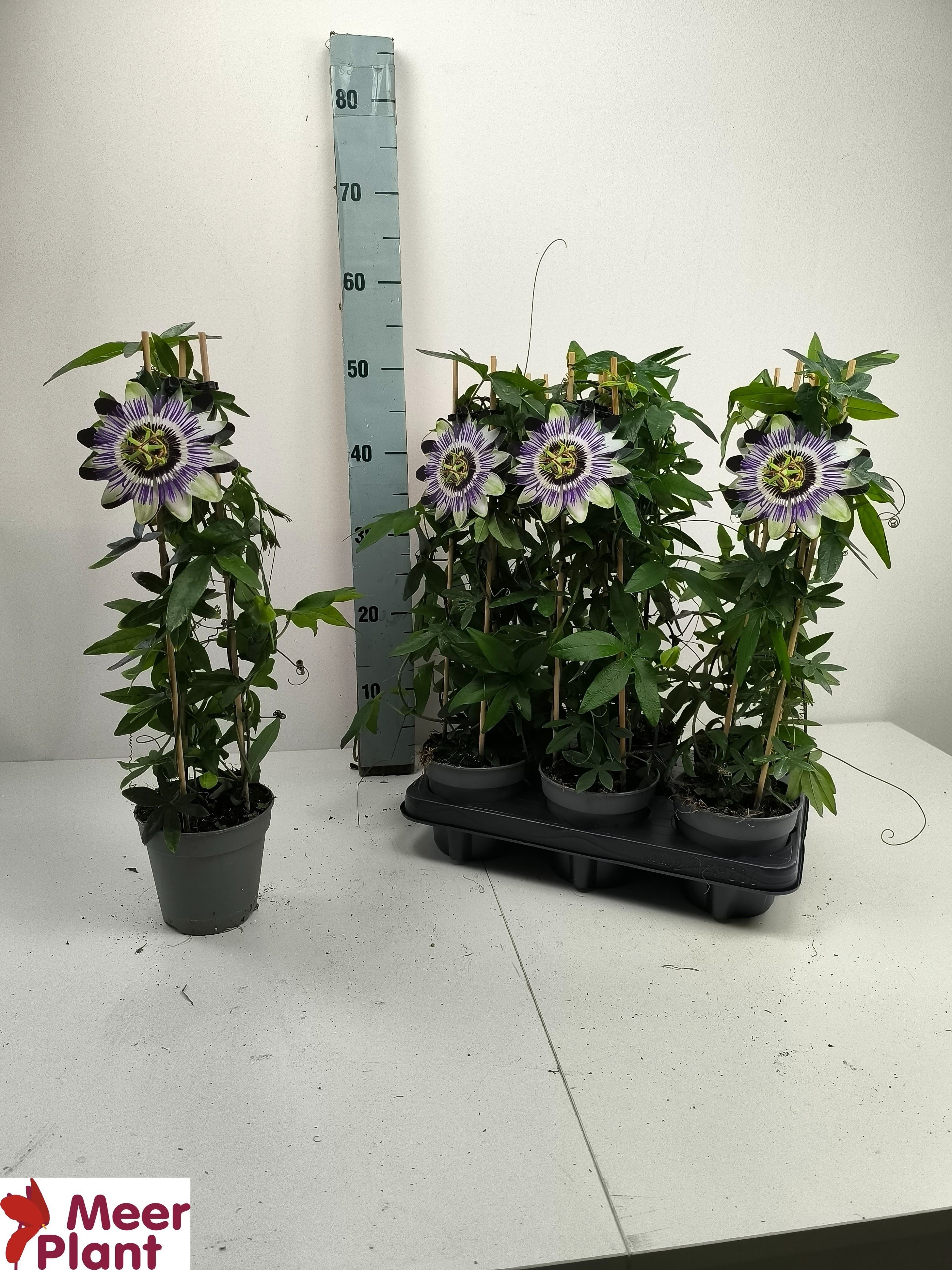 Горшечные цветы и растения оптом Pass Caerulea от 6шт из Голландии с доставкой по России