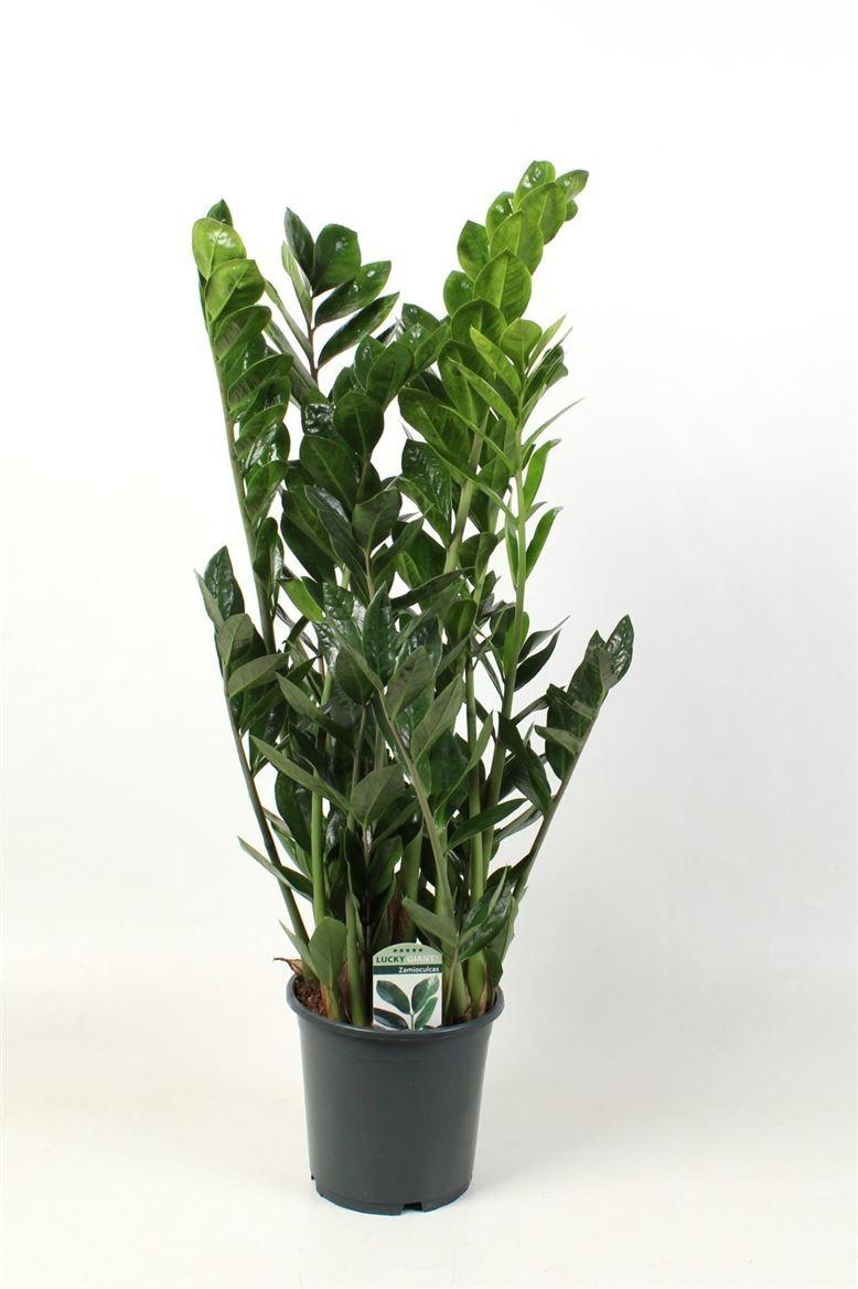 Горшечные цветы и растения оптом Zamioculcas Lucky Classic 12+ от 1шт из Голландии с доставкой по России