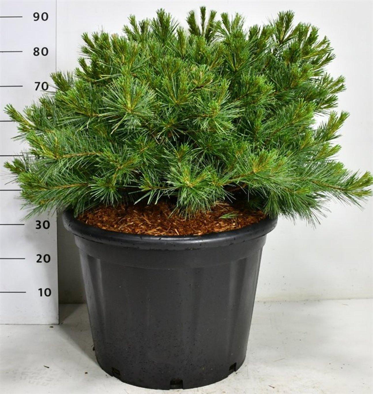 Горшечные цветы и растения оптом Pinus Strobus macopin от 1шт из Голландии с доставкой по России