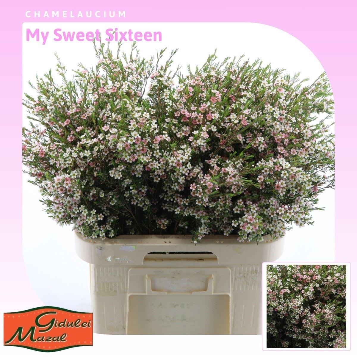 Срезанные цветы оптом Chamelaucium my sweet 16 от 25шт из Голландии с доставкой по России