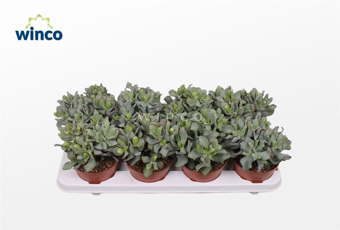 Горшечные цветы и растения оптом Crassula Undilatifolia от 8шт из Голландии с доставкой по России