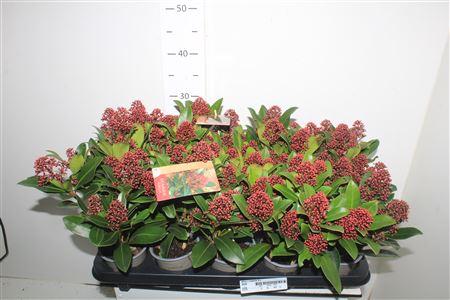 Горшечные цветы и растения оптом Skim J Rubella 9+ от 10шт из Голландии с доставкой по России