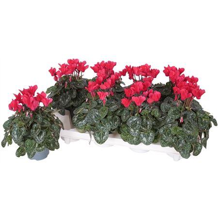 Горшечные цветы и растения оптом Cyclamen Kl Carino Rood от 8шт (для телеги) из Голландии с доставкой по России
