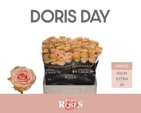 Срезанные цветы оптом Rosa large doris day от 50шт из Голландии с доставкой по России