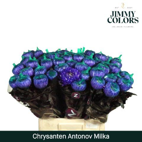 Срезанные цветы оптом Chrys bl paint antonov milka от 40шт из Голландии с доставкой по России