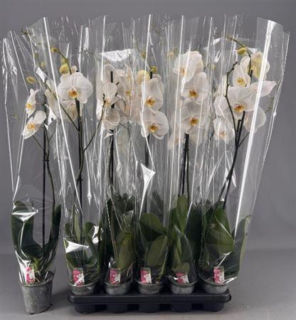 Горшечные цветы и растения оптом Phal White 1 Branche 9+ от 10шт из Голландии с доставкой по России