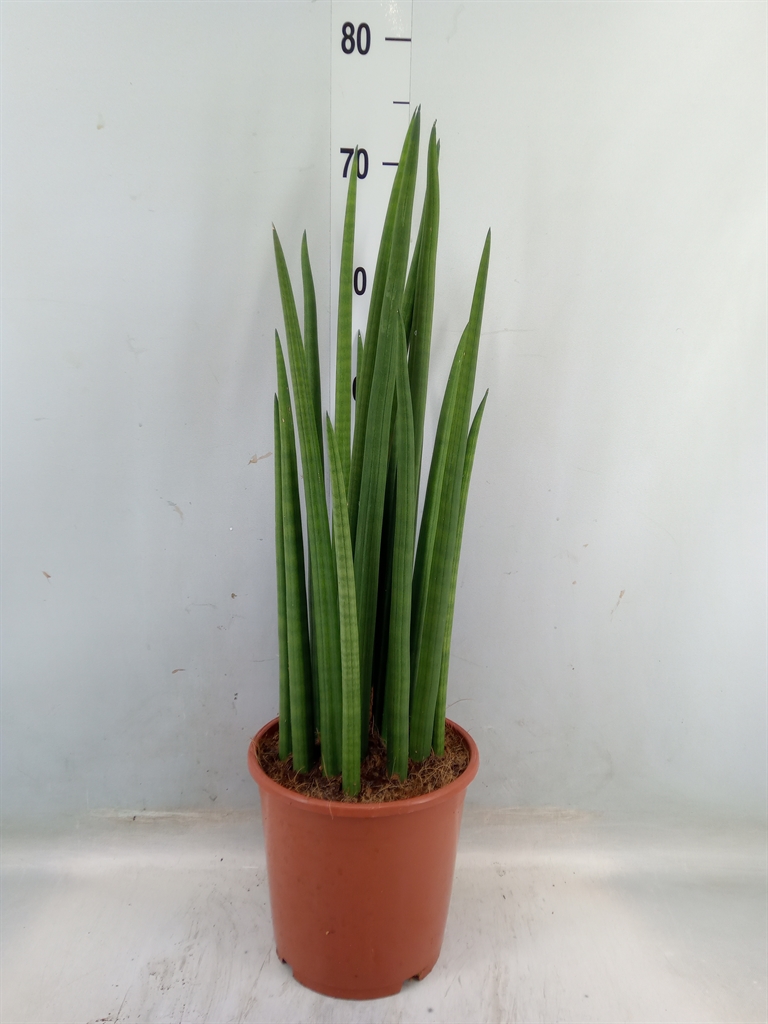 Горшечные цветы и растения оптом Sansevieria Cyl.  ... от 1шт из Голландии с доставкой по России