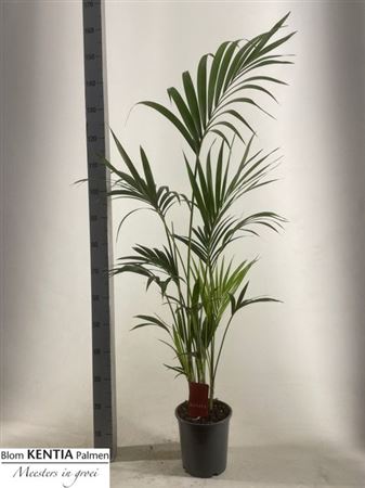 Горшечные цветы и растения оптом Howea Forsteriana 4pp от 1шт из Голландии с доставкой по России