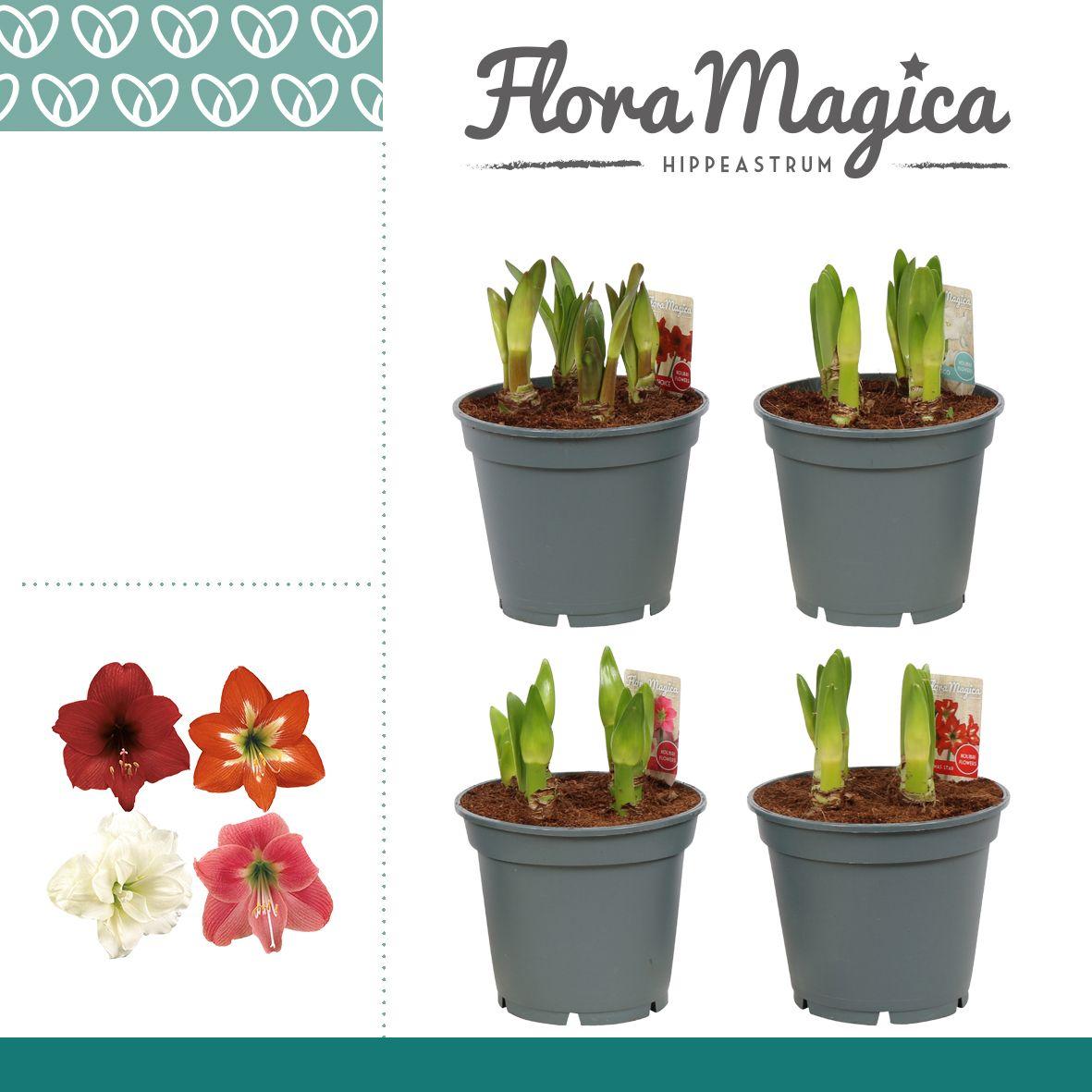 Горшечные цветы и растения оптом Hipp Multiflora Mix 6+ от 6шт из Голландии с доставкой по России