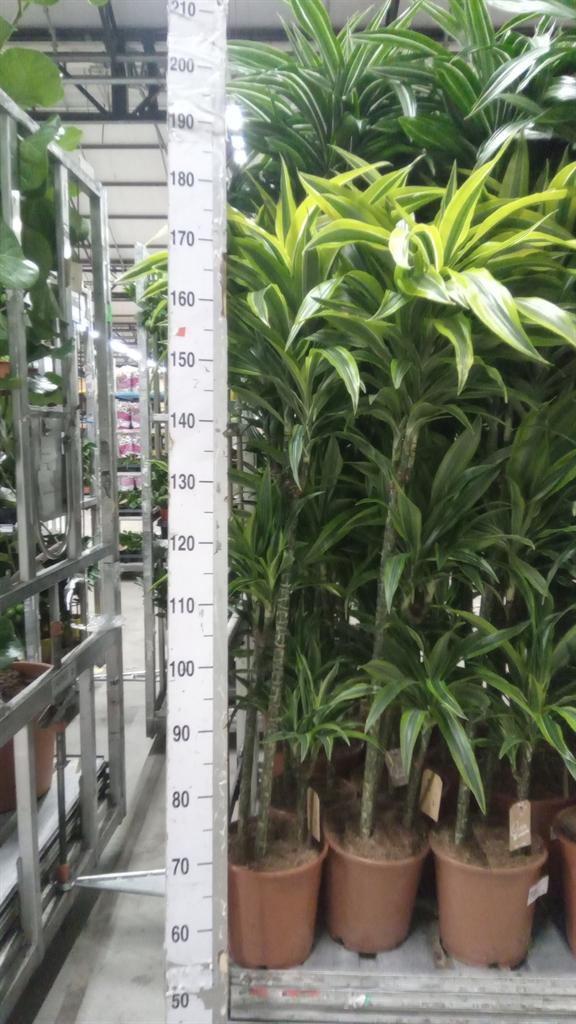 Горшечные цветы и растения оптом Dracaena Fr De lemonlime от 1шт из Голландии с доставкой по России