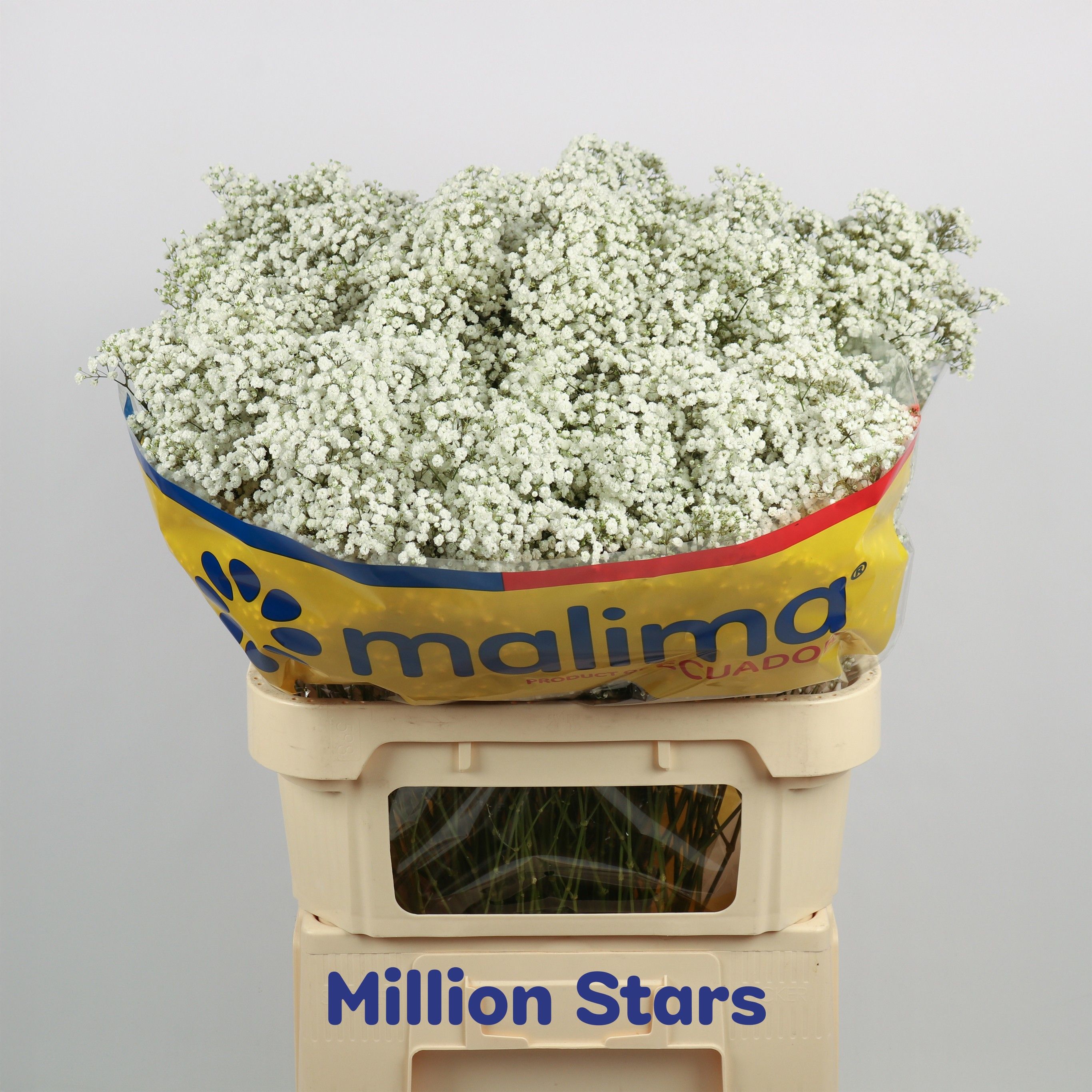 Срезанные цветы оптом Gyps million stars от 50шт из Голландии с доставкой по России