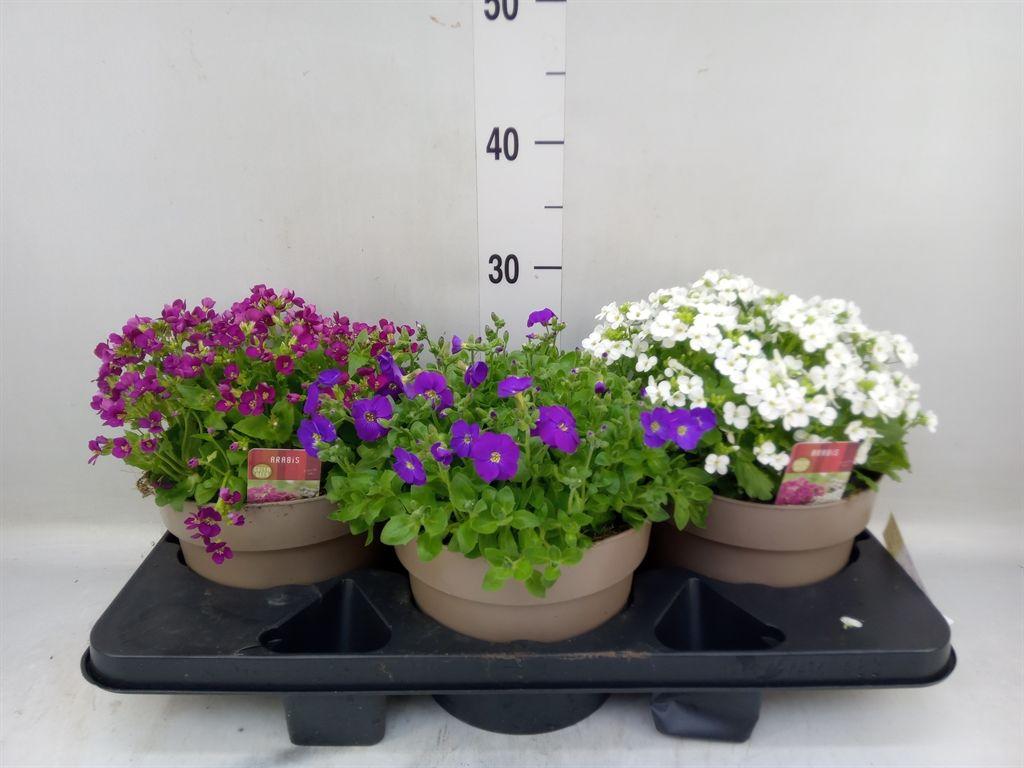 Горшечные цветы и растения оптом Rotsplanten   ...mix   [rock Plant] от 3шт из Голландии с доставкой по России