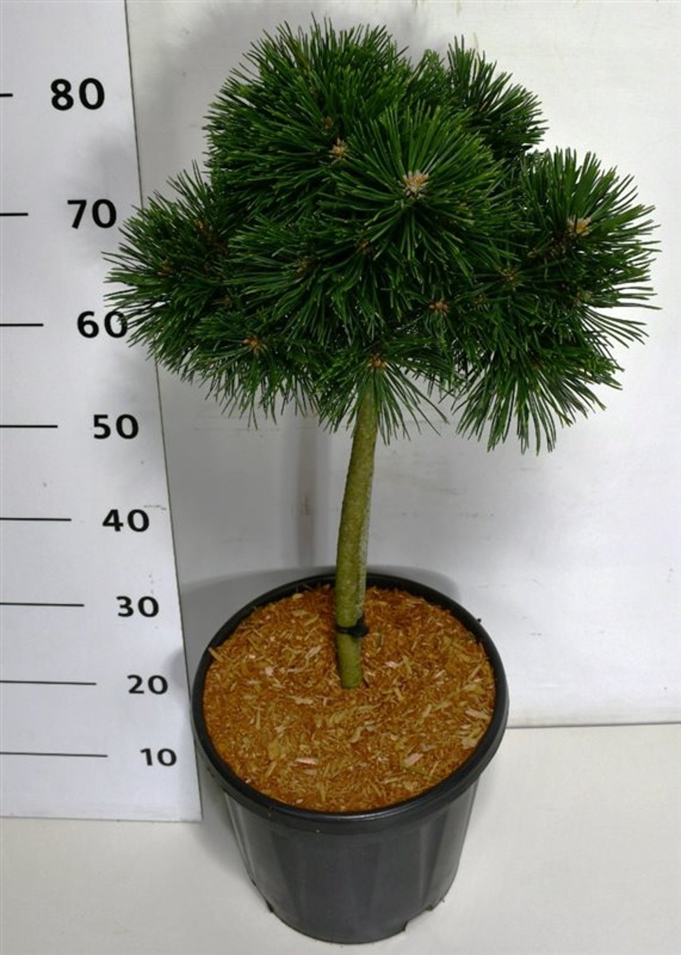 Горшечные цветы и растения оптом Pinus Mugo Green Pearl On Stem от 1шт из Голландии с доставкой по России