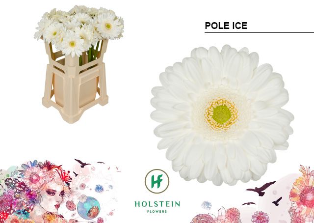 Срезанные цветы оптом Gerbera pole ice от 40шт из Голландии с доставкой по России