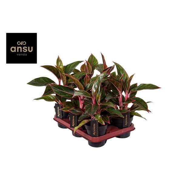 Горшечные цветы и растения оптом Aglaonema Jungle Red от 6шт из Голландии с доставкой по России