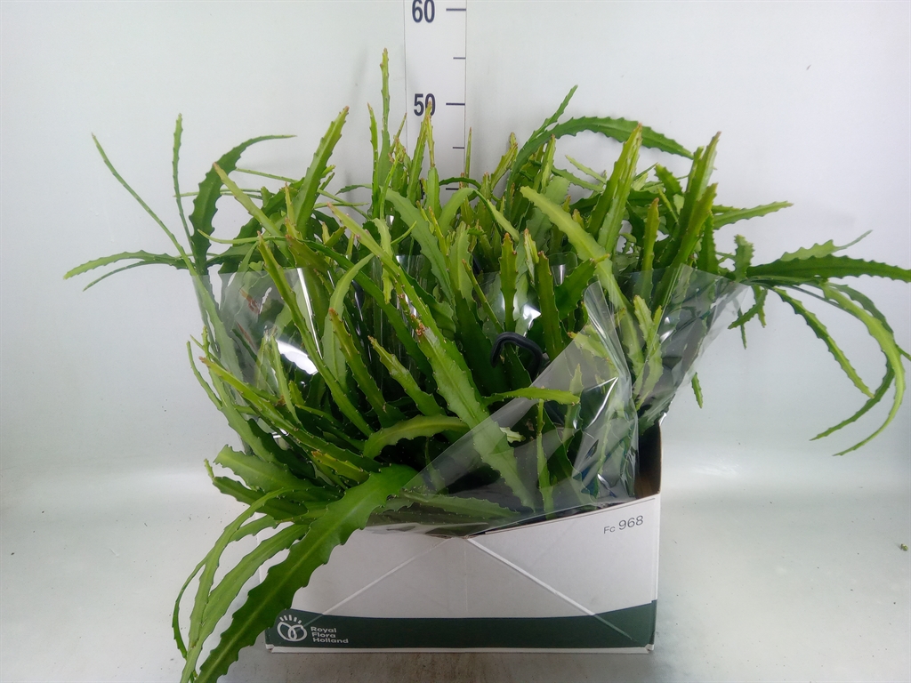 Горшечные цветы и растения оптом Epiphyllum   ... от 5шт из Голландии с доставкой по России