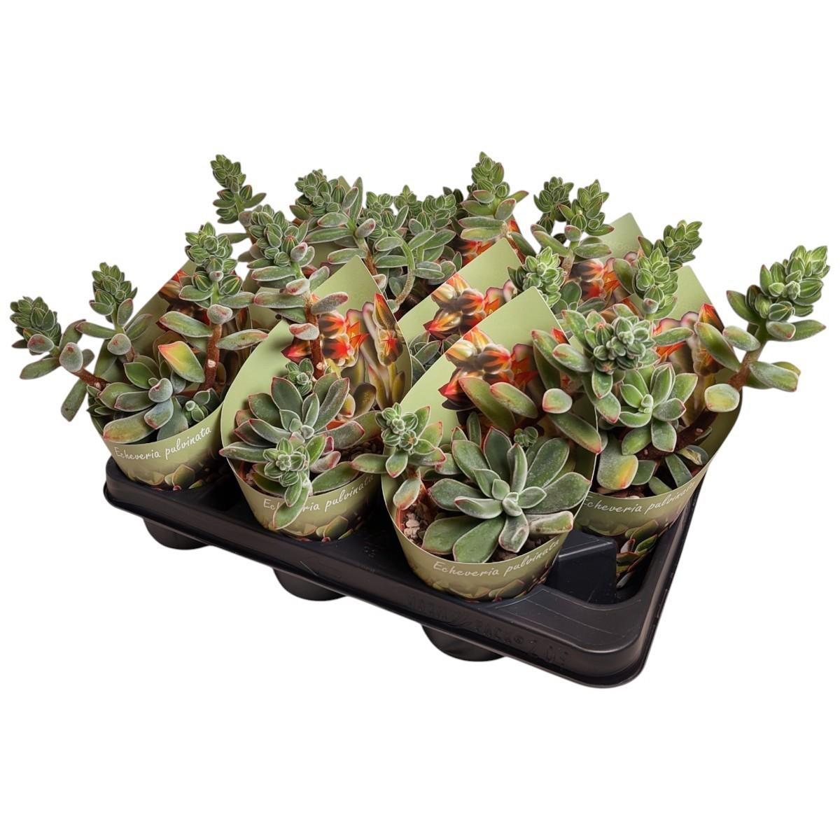 Горшечные цветы и растения оптом Echeveria Pulvinata Potcover от 9шт из Голландии с доставкой по России