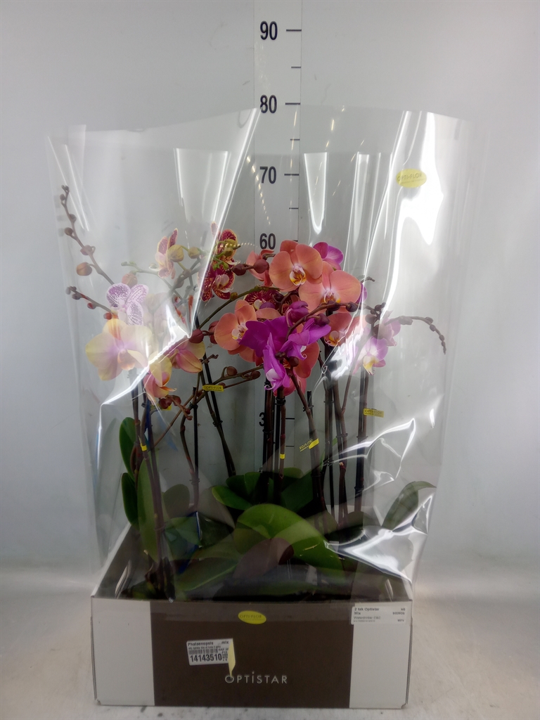 Горшечные цветы и растения оптом Phalaenopsis   ...mix от 6шт из Голландии с доставкой по России