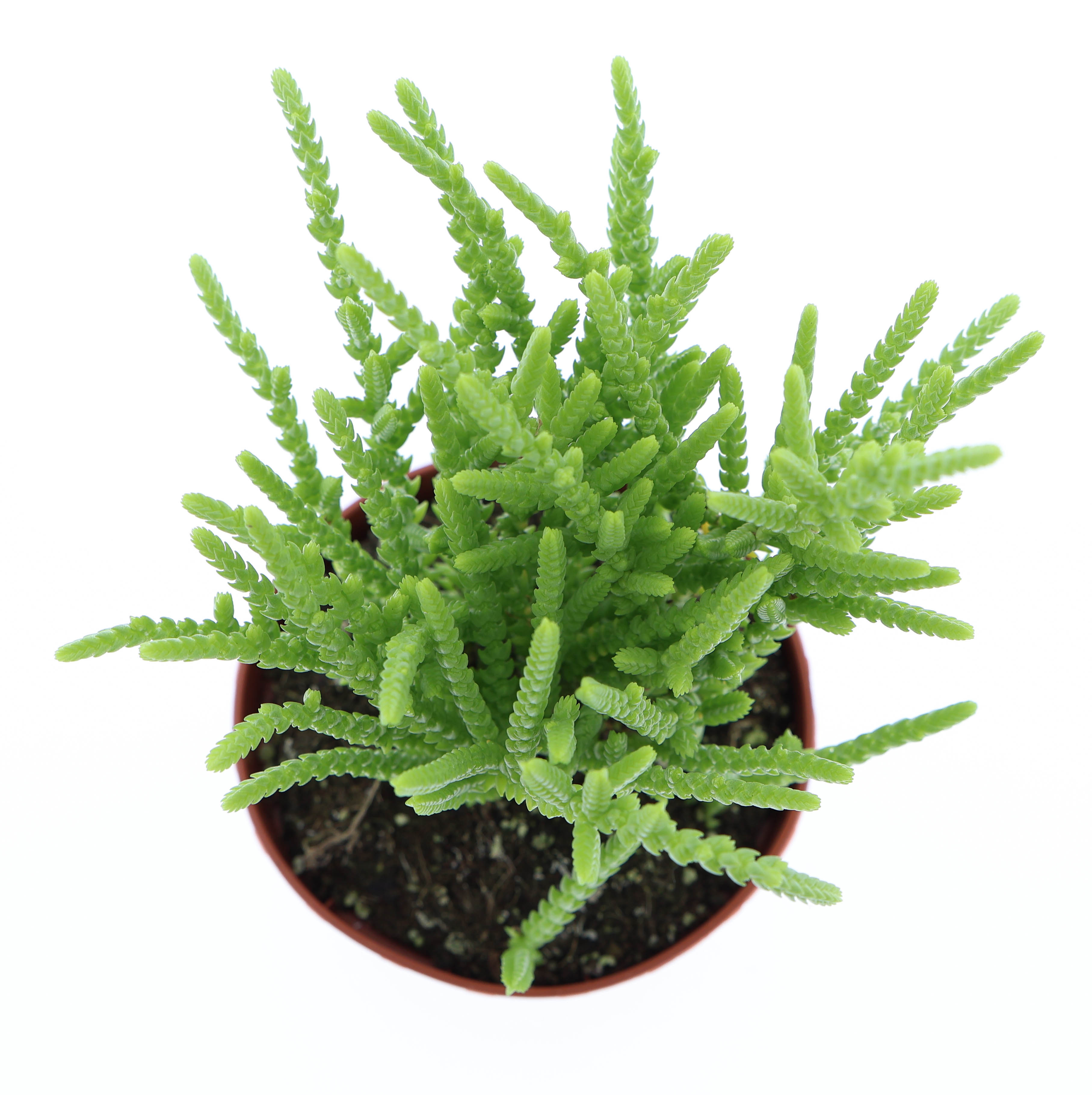 Горшечные цветы и растения оптом Crassula Lucopoides от 12шт (для телеги) из Голландии с доставкой по России