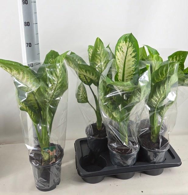 Горшечные цветы и растения оптом Dieff Se Tropic Snow от 6шт из Голландии с доставкой по России