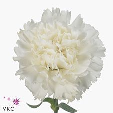 Срезанные цветы оптом Dianthus st holly от 80шт из Голландии с доставкой по России