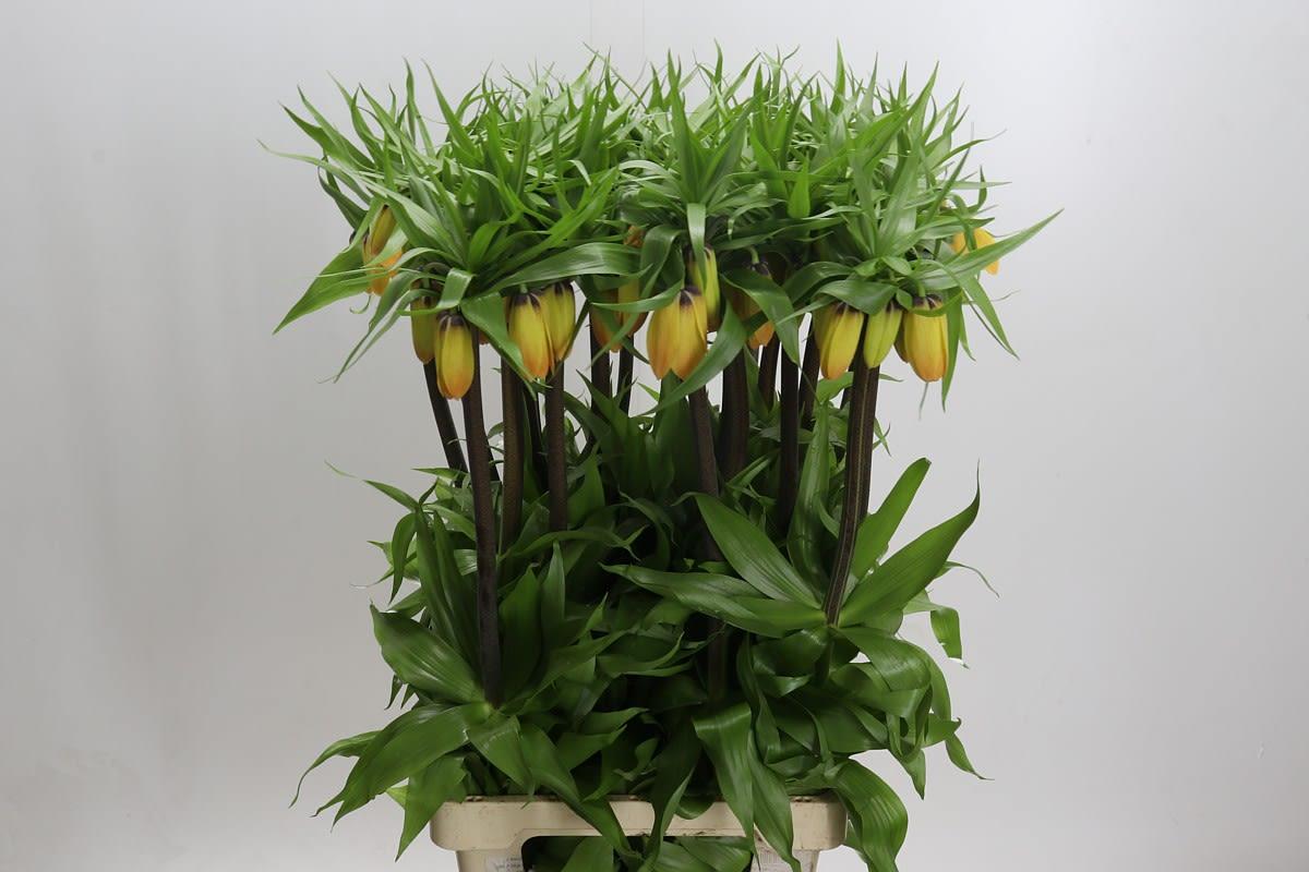 Срезанные цветы оптом Fritillaria imperialis от 20шт из Голландии с доставкой по России
