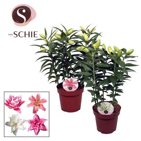 Горшечные цветы и растения оптом Lilium Or Roselily Mix 5pp от 5шт из Голландии с доставкой по России