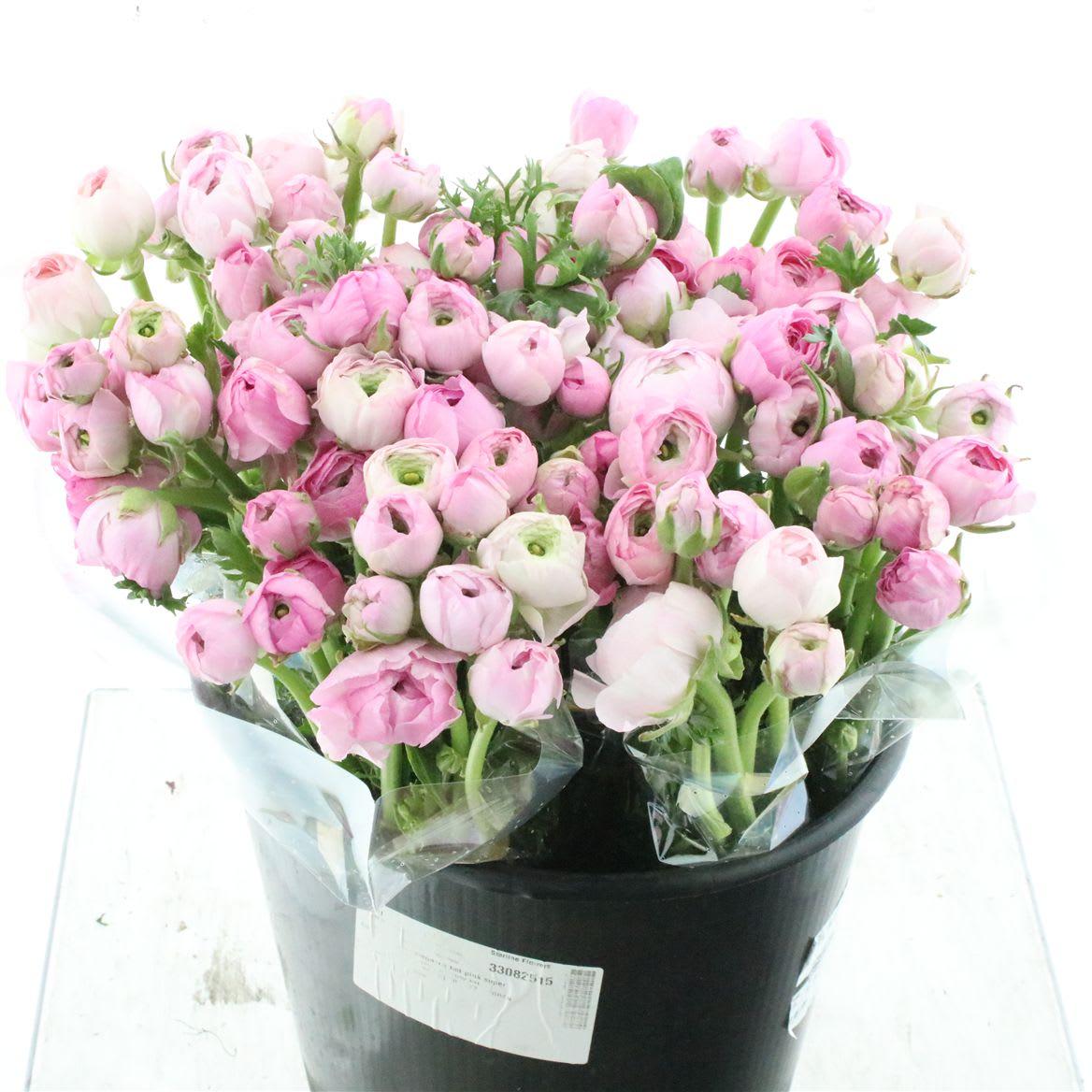 Срезанные цветы оптом Ranunculus amandine marshmallow от 100шт из Голландии с доставкой по России