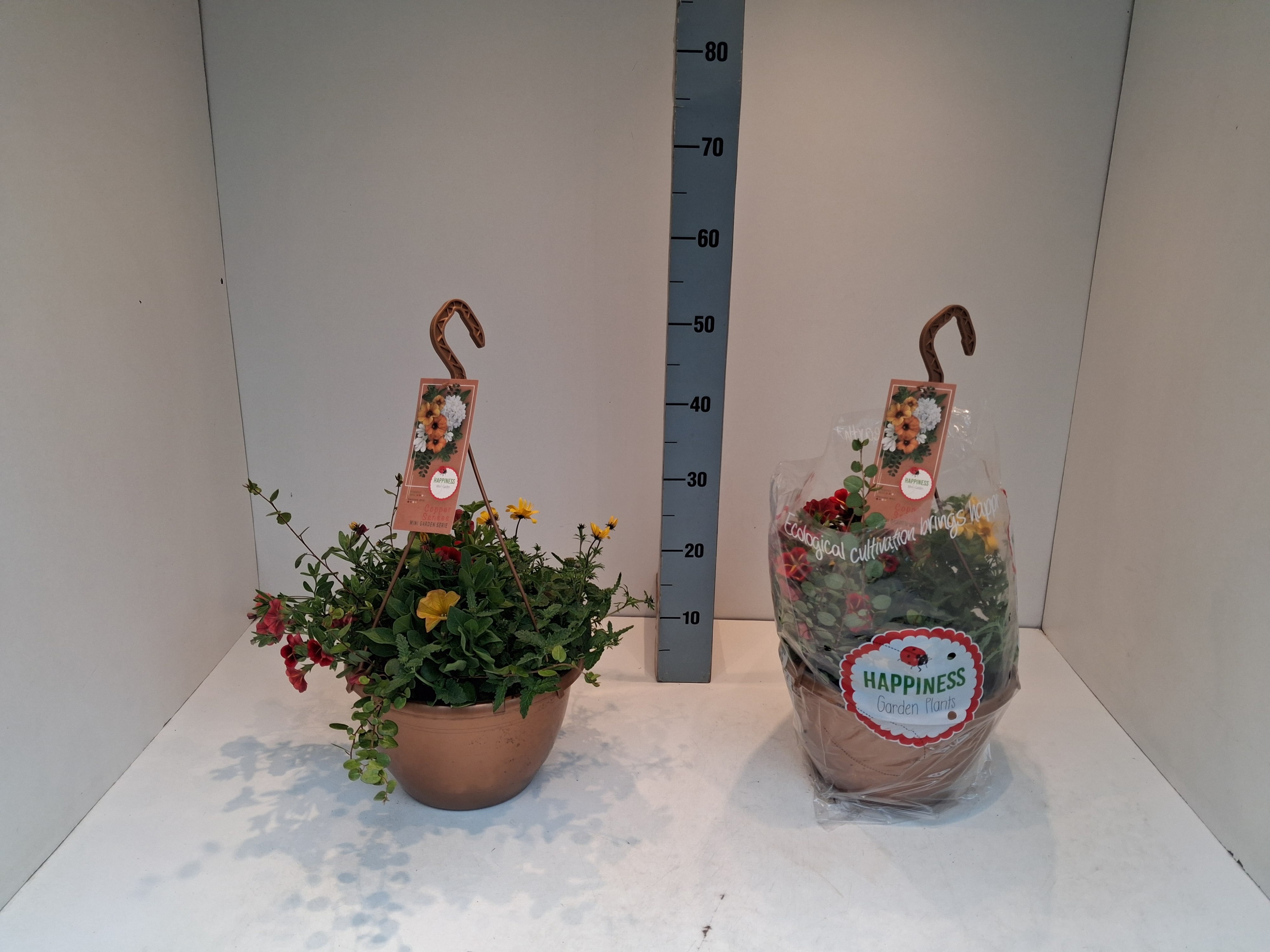 Горшечные цветы и растения оптом Perkpl Gem In Pot от 1шт из Голландии с доставкой по России