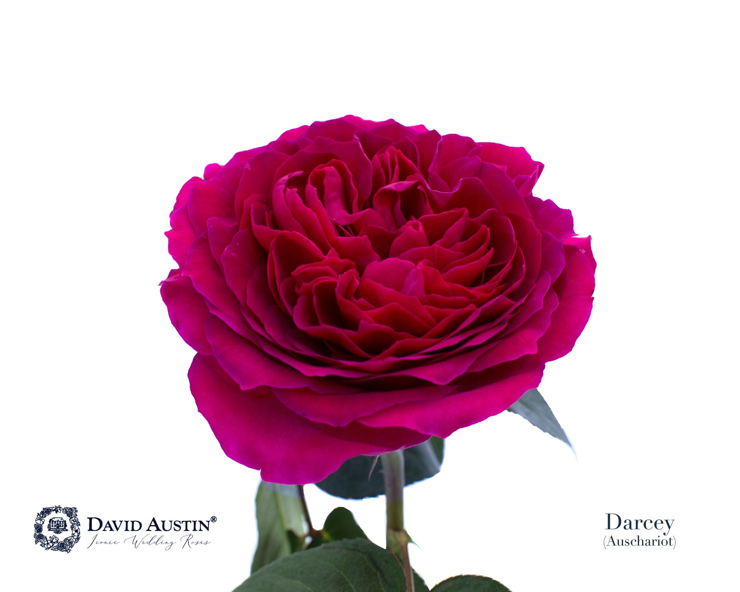 Срезанные цветы оптом Rosa large austin darcey от 24шт из Голландии с доставкой по России