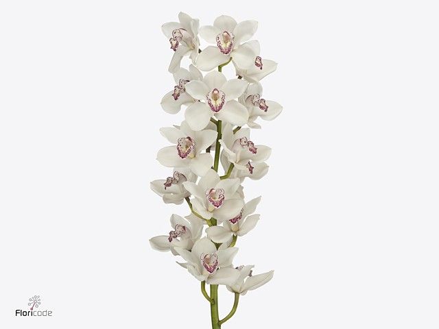 Срезанные цветы оптом Cymbidium white cinderella от 4шт из Голландии с доставкой по России