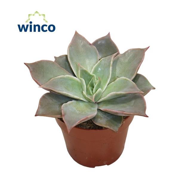 Горшечные цветы и растения оптом Echeveria Madiba от 18шт (для телеги) из Голландии с доставкой по России